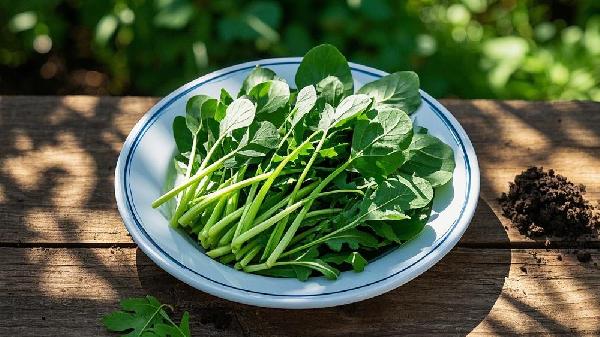 能吃的野菜的种类
