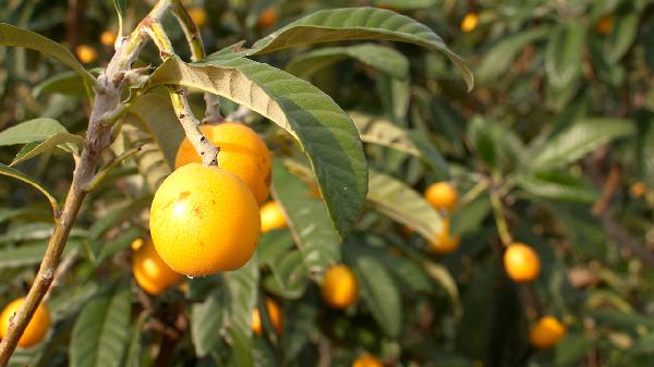 枇杷葉和蜂蜜能夠共同食用嗎 枇杷葉和蜂蜜同食需要注意哪些事項(xiàng)
