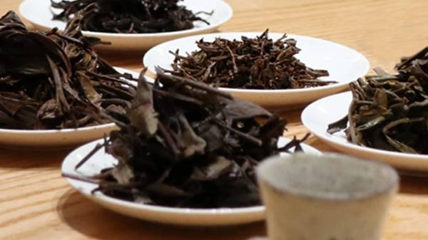 茶葉可以煮著(zhù)喝嗎