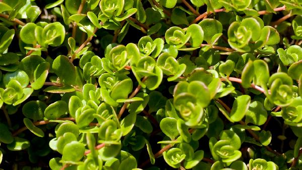 馬齒莧治白斑有什么方法?