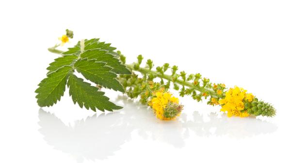 仙鶴草的功效與作用與主治