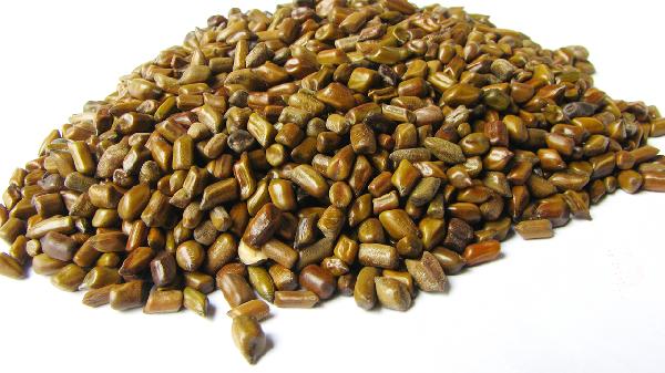 决明子茶有哪些副作用