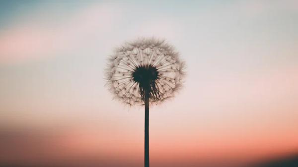 蒲公英泡水喝的功效