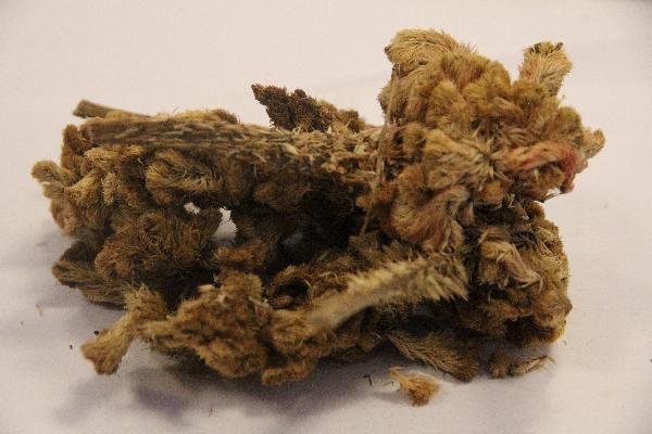 霉菌性陰炎可以用中藥調理好嗎