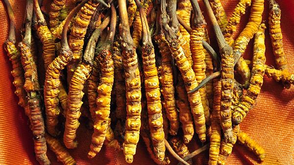 排骨炖冬虫夏草的功效与作用