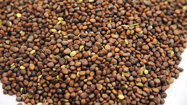 莱菔子熬水喝的功效与副作用