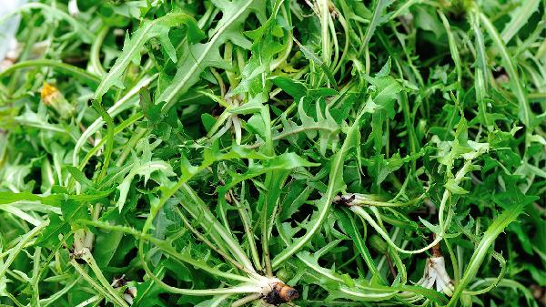 川木通的功效与作用是什么