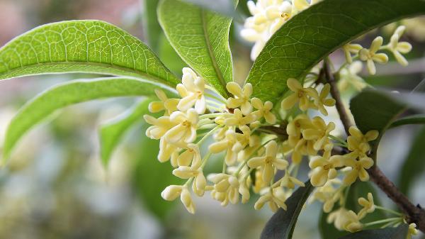 桂花泡水喝有什么好處和壞處