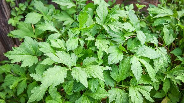 艾草条的功效与作用是什么