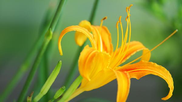 萱草對女性有什么好處嗎