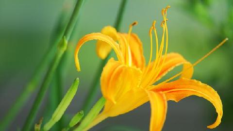 萱草的禁忌人群有哪些