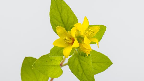 金钱草的功效与作用与主治