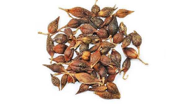 连翘的功效与作用是什么