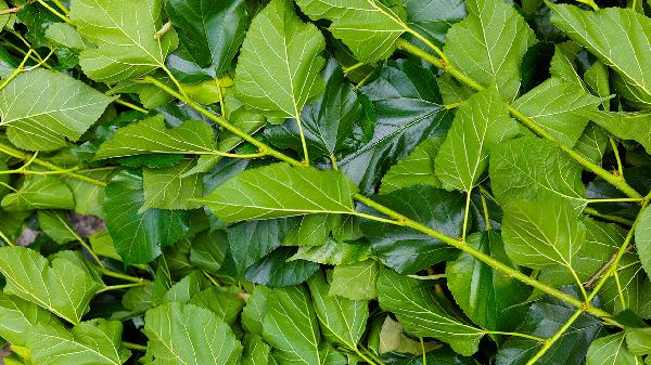 冬桑叶的功效与作用有哪些