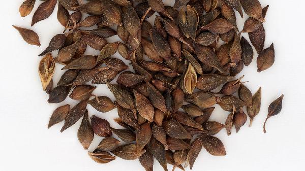 连翘的禁忌人群有哪些