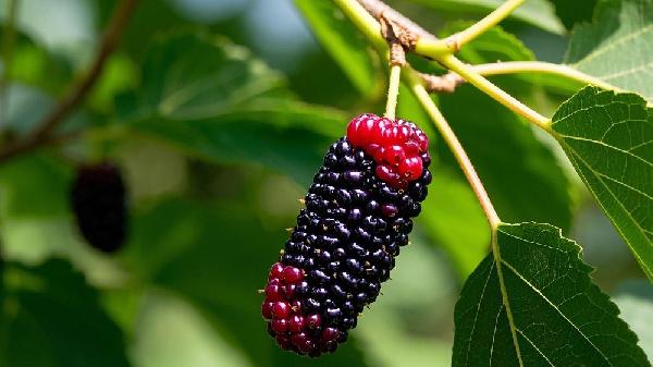 桑葚葉子泡水喝有什么功效和作用