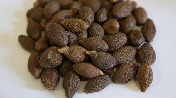 胖大海功效与作用及食用方法