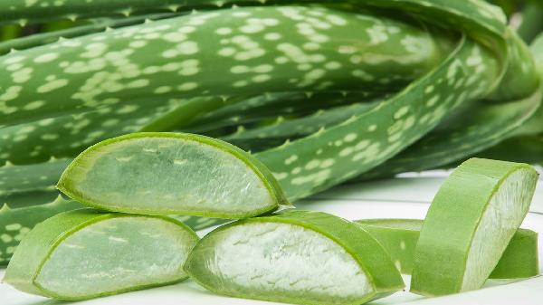 芦荟花的功效与作用是什么