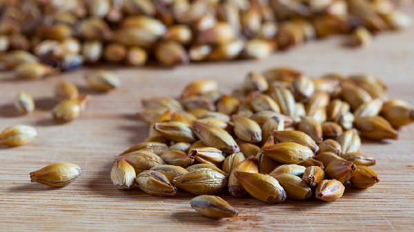 生麥芽的功效與作用是什么