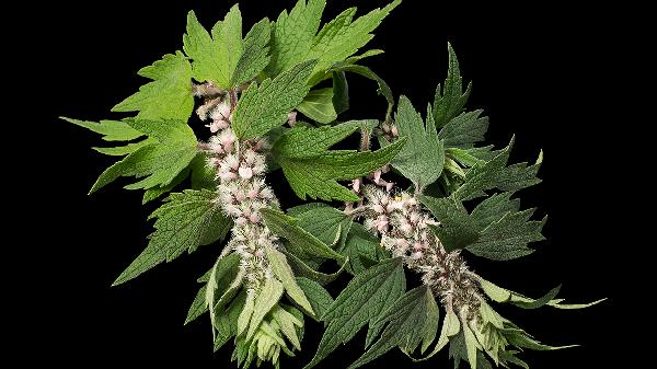 白花益母草功效與作用是什么