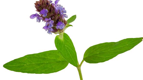 夏枯草泡水喝的正确方法是什么