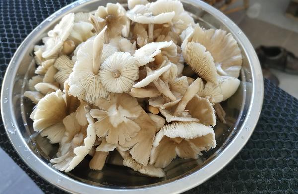 鲜白蘑菇怎样处理好保存