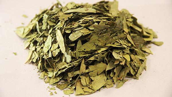 番瀉葉泡水能長(zhǎng)期喝嗎