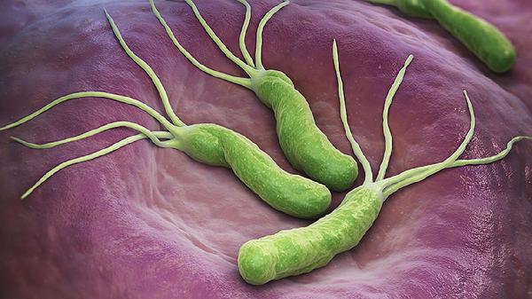 蝙蝠携带病毒吗