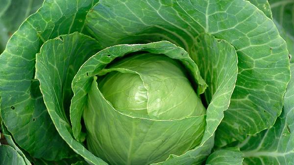 霜降節(jié)氣多吃哪些食物可以養(yǎng)生