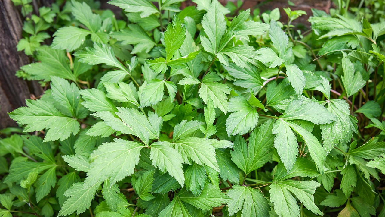 艾草是個(gè)“寶”，去油、止癢、防脫發(fā)……它都能搞定，你知道？