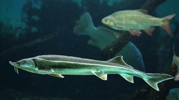 吃鱸魚(yú)對寶寶有什么好處和功效