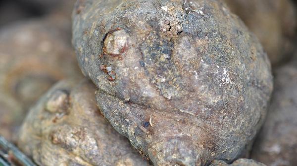 魔芋晚上吃了還是中午吃好