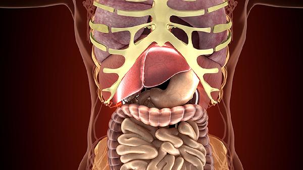 腸子造瘺手術(shù)后多久可以做回去