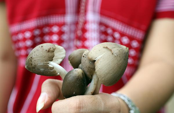 腌的蘑菇發(fā)酸了能吃嗎