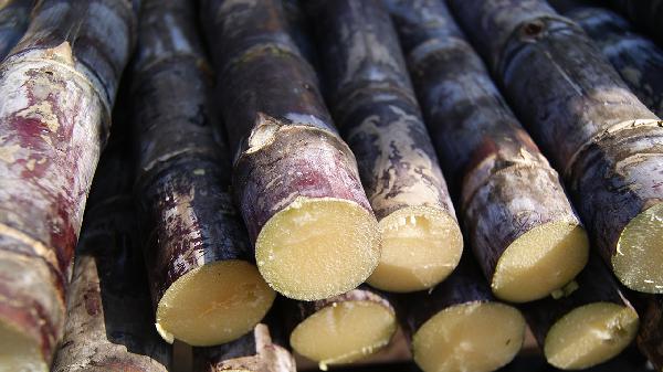 吃甘蔗中毒了過(guò)了24小時(shí)了