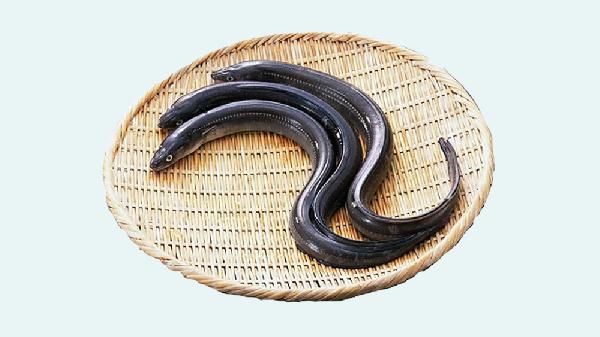 兒童吃黃鱔有什么好處