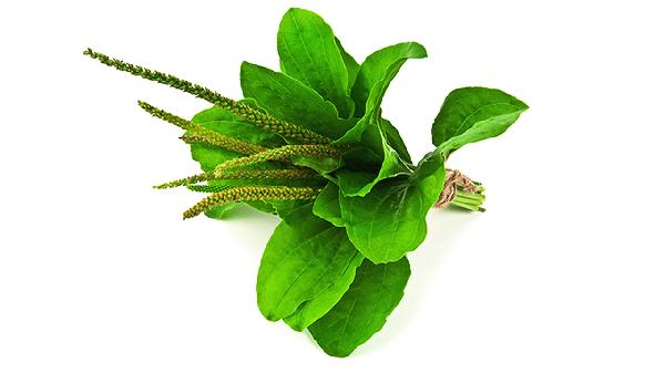 車(chē)前草的作用與用途