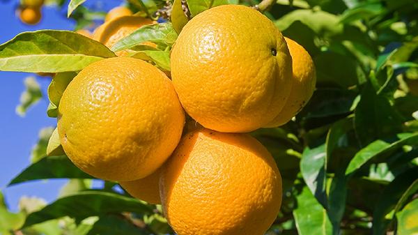 水果爛了一點(diǎn)可以吃嗎