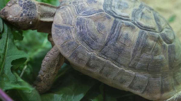 動(dòng)物奶油蛋糕可以過夜嗎