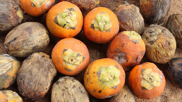 如何判斷水果是不是新鮮的