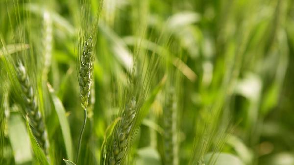 儲存的小麥里面生蟲(chóng)怎么辦