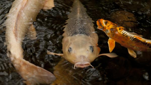 五型人格代表動(dòng)物在工作中的表現