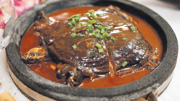 甲魚(yú)怎么養在家的方法