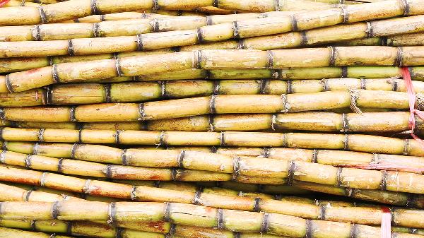 水果可以怎么搭配榨汁喝