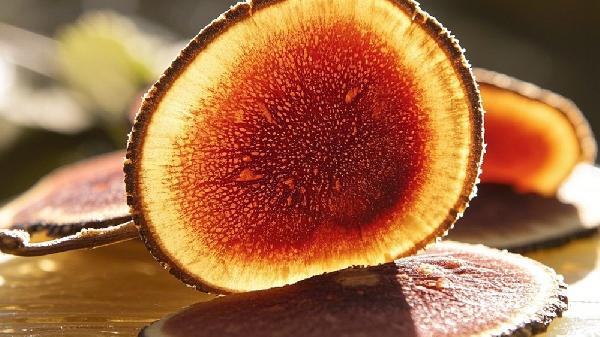 什么人不适合喝鹿茸酒