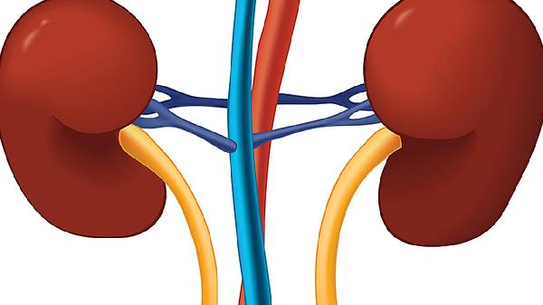 腎血管性高血壓腎素分泌過(guò)多會(huì)怎么樣