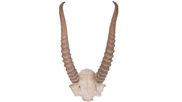 補(bǔ)肺氣的中藥第一名