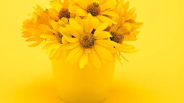 聞野菊花有什么好處