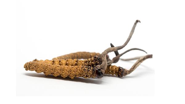 冬虫夏草泡酒的最佳配方