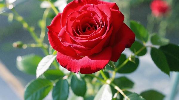 玫瑰粥配方怎么配